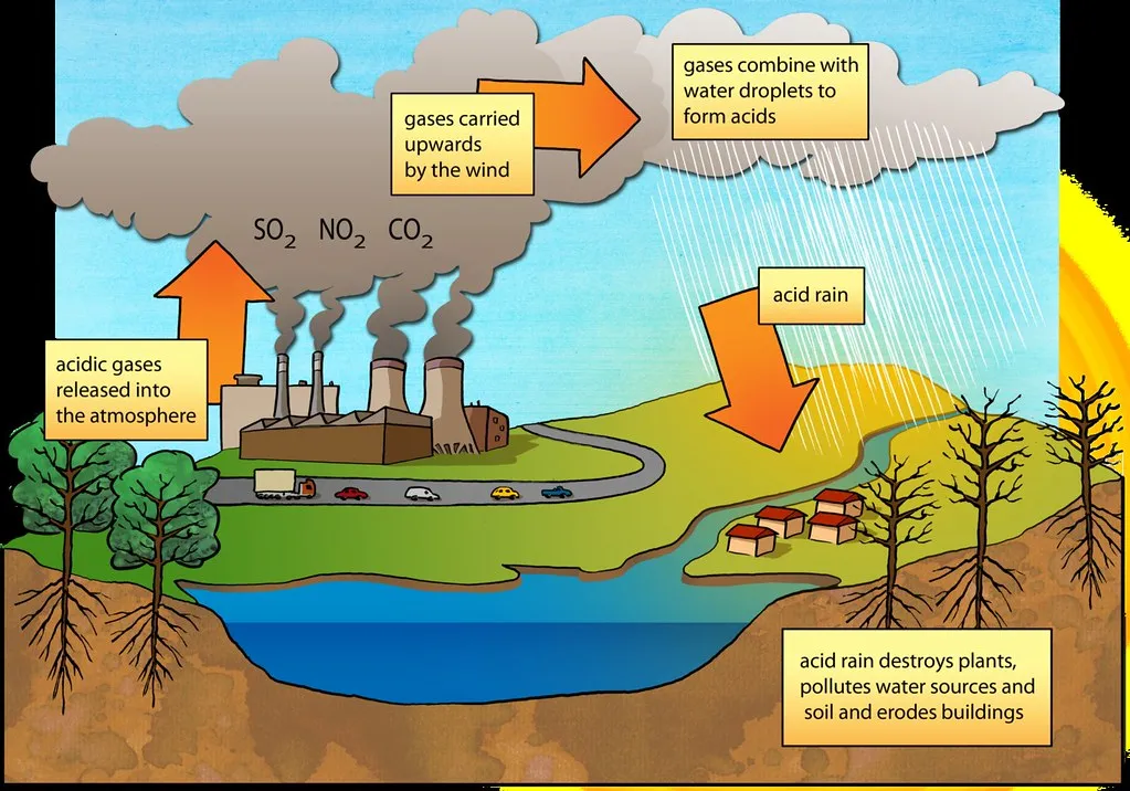 Impact of acid rain on soil and plants